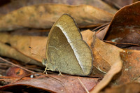 Mycalesis francisca--24- Hian Thai Tham rang border - 11/02/26