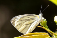 Pieris erutae-0523 - Garden Ang Khang royal - 12/02/26