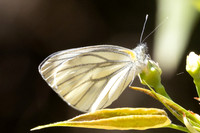 Pieris erutae-0521 - Garden Ang Khang royal - 12/02/26