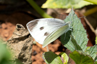 Pieris rapae-0635