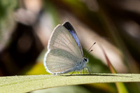 Celastrina -0903