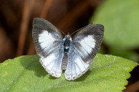 Celastrina argiolus--9 - Hian Thai Tham rang border - 11/02/26