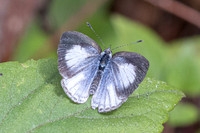 Celastrina argiolus--14 - Hian Thai Tham rang border - 11/02/26