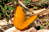 Cirrochroa surya-0547