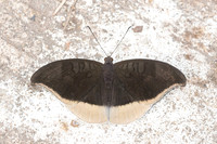 Tanaecia lepidea