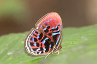 Paralaxita orphna-1643 - Krung Ching - 22/01/26