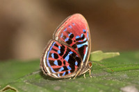 Paralaxita orphna-1638 - Krung Ching - 22/01/26