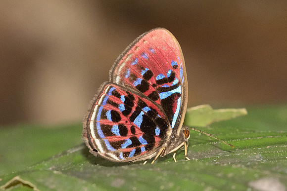 Paralaxita orphna-1638 - Krung Ching - 22/01/26