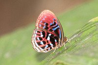 Paralaxita orphna-1651 - Krung Ching - 22/01/26