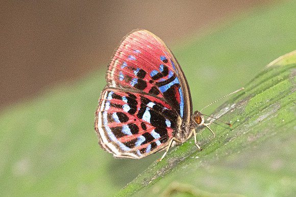 Paralaxita orphna-1651 - Krung Ching - 22/01/26