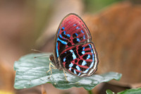 Paralaxita orphna-1672 - Krung Ching - 22/01/26