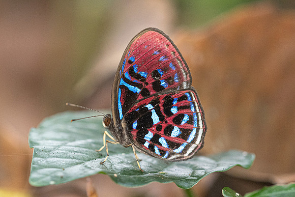 Paralaxita orphna-1672 - Krung Ching - 22/01/26