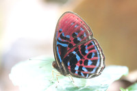 Paralaxita orphna-1713  - Krung Ching - 22/01/26