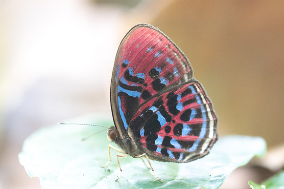 Paralaxita orphna-1713  - Krung Ching - 22/01/26