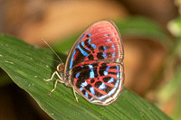 Paralaxita orphna-1902 - Krung Ching - 22/01/26