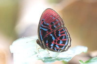 Paralaxita orphna-1729 - Krung Ching - 22/01/26