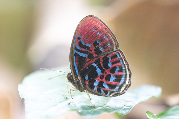 Paralaxita orphna-1729 - Krung Ching - 22/01/26