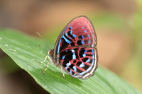 Paralaxita orphna-1906 - Krung Ching - 22/01/26