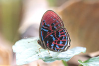 Paralaxita orphna-1739  - Krung Ching - 22/01/26