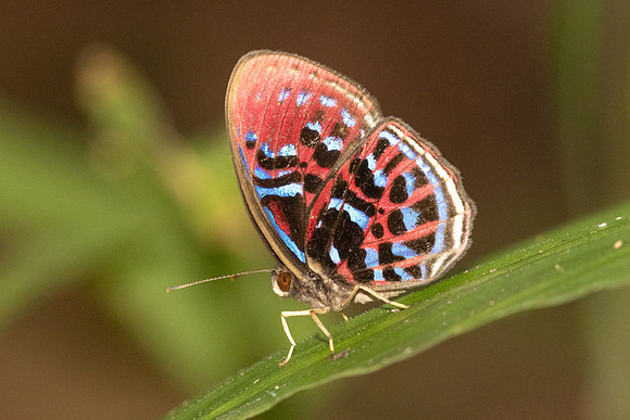 Paralaxita orphna-1920 - Krung Ching - 22/01/26