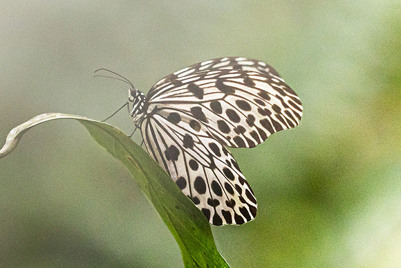 Idea stolli--33 -  Krung Ching - 20/01/26