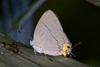 Britomartis cleoboides viga --15 -  - Krung Ching - 20/01/26