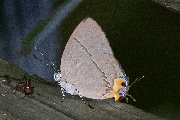 Britomartis cleoboides viga --15 -  - Krung Ching - 20/01/26