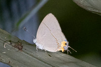 Britomartis cleoboides viga --18  - Krung Ching - 20/01/26