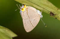 Britomartis cleoboides viga - - Krung Ching - 20/01/26