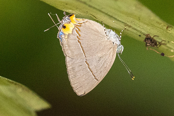 Britomartis cleoboides viga - - Krung Ching - 20/01/26