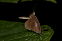 Allotinus strigatus-25 - Krung Ching - 20/01/26