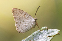 Allotinus strigatus-27 - Krung Ching - 20/01/26