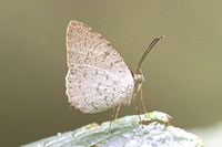 Allotinus strigatus-34 - Krung Ching - 20/01/26