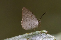 Allotinus strigatus-29 - Krung Ching - 20/01/26