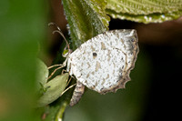 Allotinus substrigosus substrigosus - Krung Ching - 20/01/26