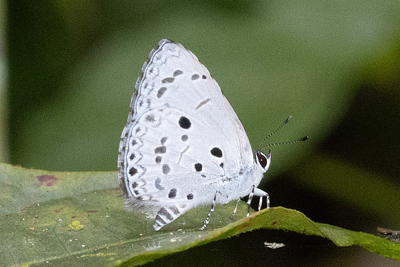 Acytolepis puspa-1546 - Krung Ching - 22/01/26