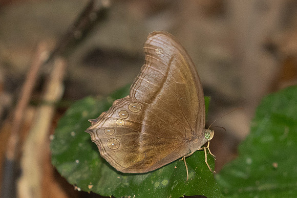 Coelites epiminthia-1057 - Krung Ching - 20/01/26