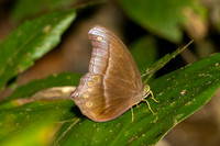 Cœlites epiminthia epiminthia-1491 - Krung Ching - 22/01/26