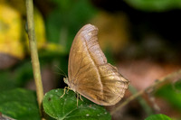 Coelites epiminthia-1055 - Krung Ching - 20/01/26