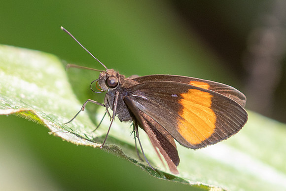 Ancistroides gemmifer-- Krung Ching - 20/01/26