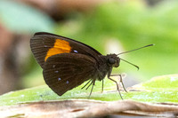 Ancistroides gemmifer