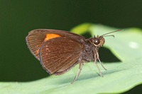 Ancistroides armatus-1119 - Krung Ching - 21/01/26