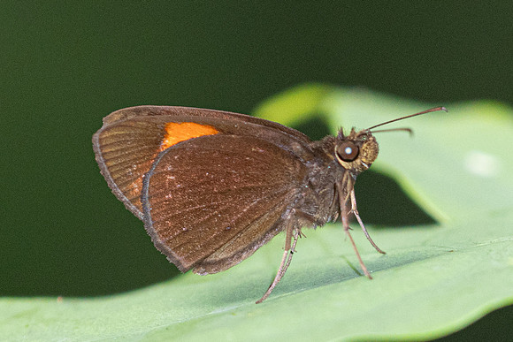 Ancistroides armatus-1119 - Krung Ching - 21/01/26