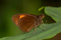 Ancistroides armatus-1117- Krung Ching - 21/01/26