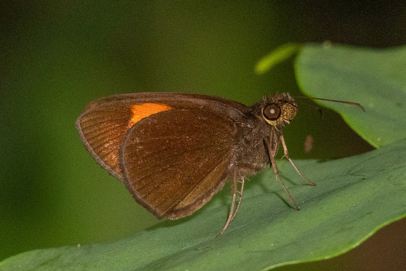 Ancistroides armatus-1117- Krung Ching - 21/01/26