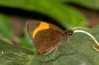 Ancistroides armatus-1113- Krung Ching - 21/01/26