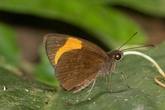 Ancistroides armatus-1113- Krung Ching - 21/01/26