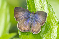 Anthene emolus-1793 - Krung Ching - 22/01/26