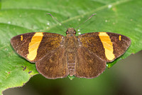 Aurivittia cameroni