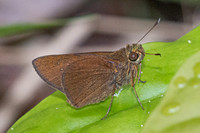 Caltoris kumara-1571- Krung Ching - 22/01/26